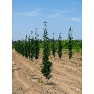 Тополь Пирамидальный (60-100 см)