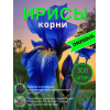 Ирисы /  ОПТ 300  штук