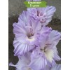 Луковицы гладиолуса Голубая Метель -  5 шт.: фото и описание