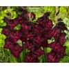 Луковицы гладиолуса Крупноцветковый Блэк Джек (Black Jack)  -  5 шт.: фото и описание