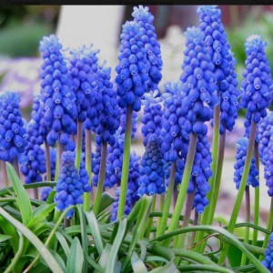 Комплект 5шт / Мускари армянский (Арменикум)