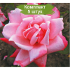 Саженцы чайно-гибридной розы Утро Москвы (Utro Moskvy) -  5 шт.: фото и описание