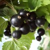 Саженцы черной смородины Престиж (Prestige)  -  5 шт.: фото и описание