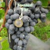 Саженцы Винограда Агат Донской - 5 шт.: фото и описание
