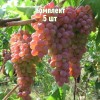 Саженцы Винограда Ассоль - 5 шт.: фото и описание