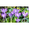 Луковица крокуса крупноцветкового Прекрасный: фото и описание