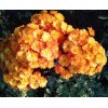 Саженец хризантемы мультифлора Бран Бич Оранж (Branbeach Orange) (Оранжевая ): фото и описание