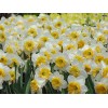 Луковица нарцисса Юбилей : фото и описание